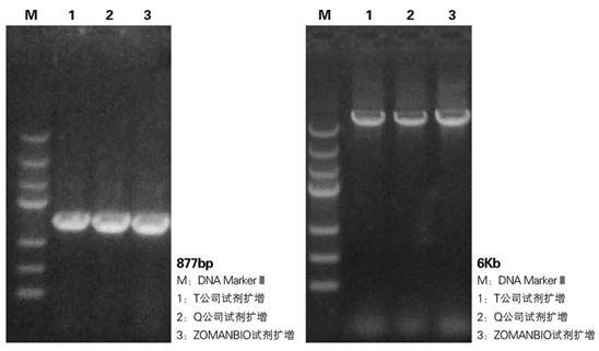 ZT101 Taq DNA酶.jpg