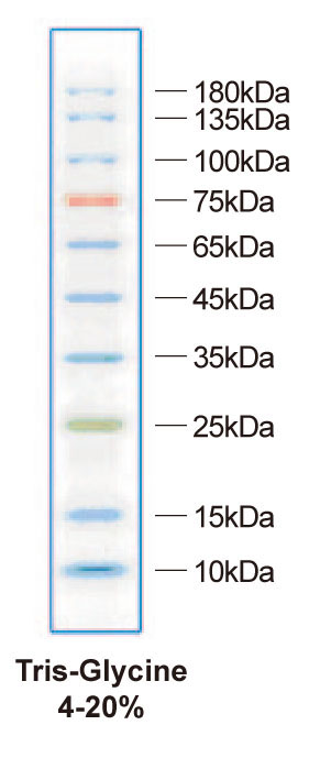 ZD113 彩色預(yù)染蛋白marker.jpg