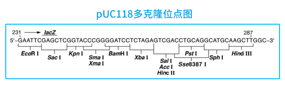 ZK111 pUC118大腸克隆位點(diǎn)圖.png