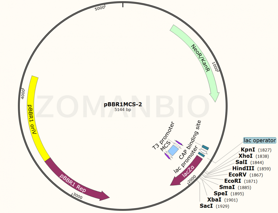 ZK1110 pBBR1MCS-2.png