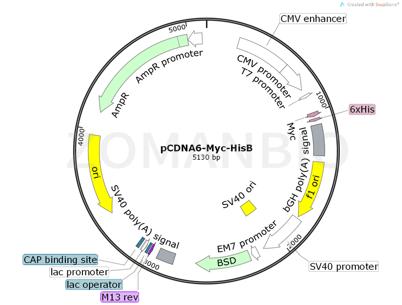 ZK367pCDNA6-Myc-HisB.png
