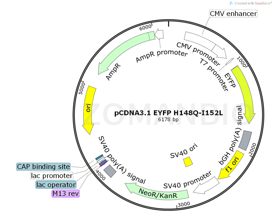 ZK452pCDNA3.1 EYFP H148Q-I152L.png