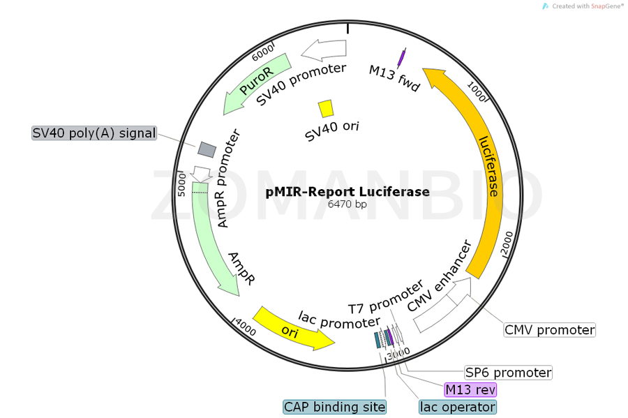 ZK492pMIR-Report Luciferase.png