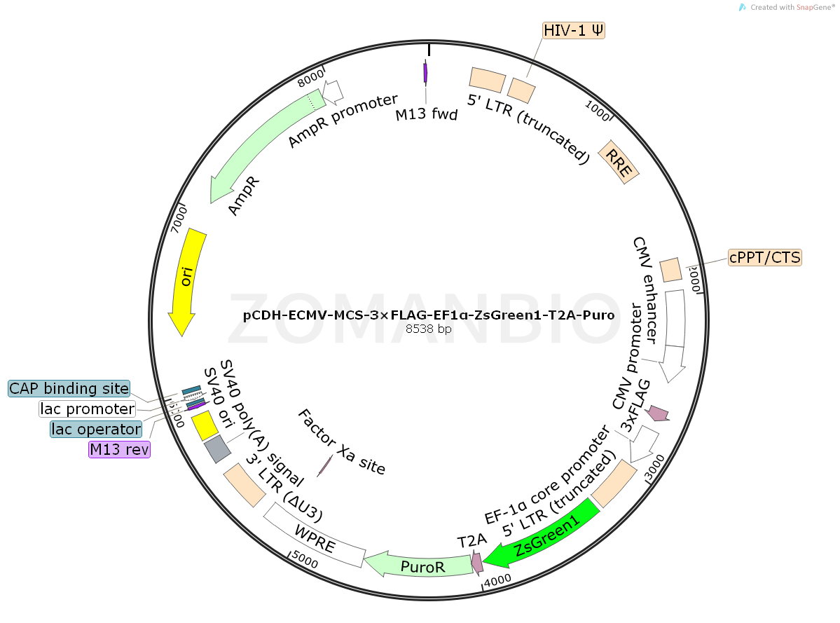 ZK785pCDH-ECMV-MCS-3×FLAG-EF1α-ZsGreen1-T2A-Puro.png