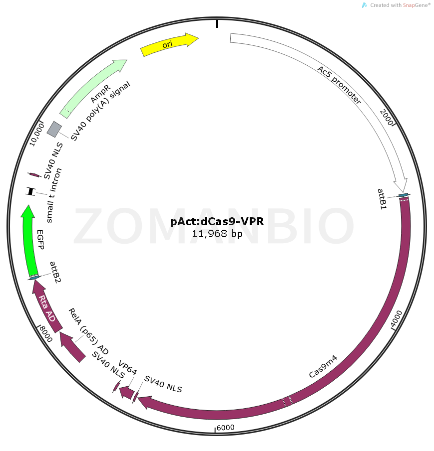 ZK1046pActdCas9-VPR.png